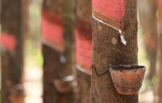 Sắc đỏ tràn ngập các sàn giao dịch giá cao su thế giới